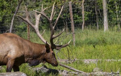 Missouri Outlines Plan for Fall Elk Hunt in 2020