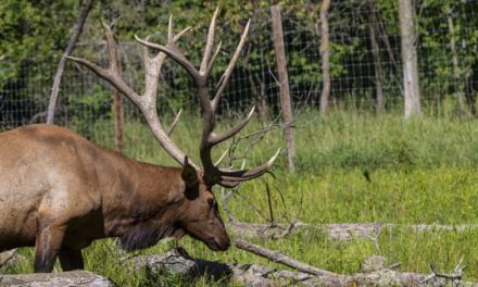 Missouri Outlines Plan for Fall Elk Hunt in 2020