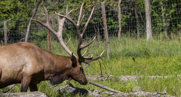 Missouri elk hunt