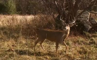 ‘North Woods Law’ Uses Old Deer Decoy Trick to Catch Illegal Road Hunters