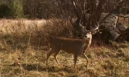 ‘North Woods Law’ Uses Old Deer Decoy Trick to Catch Illegal Road Hunters
