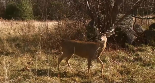 robot deer decoy