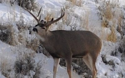 Old Hunting Tactics That You Shouldn’t Bother Doing