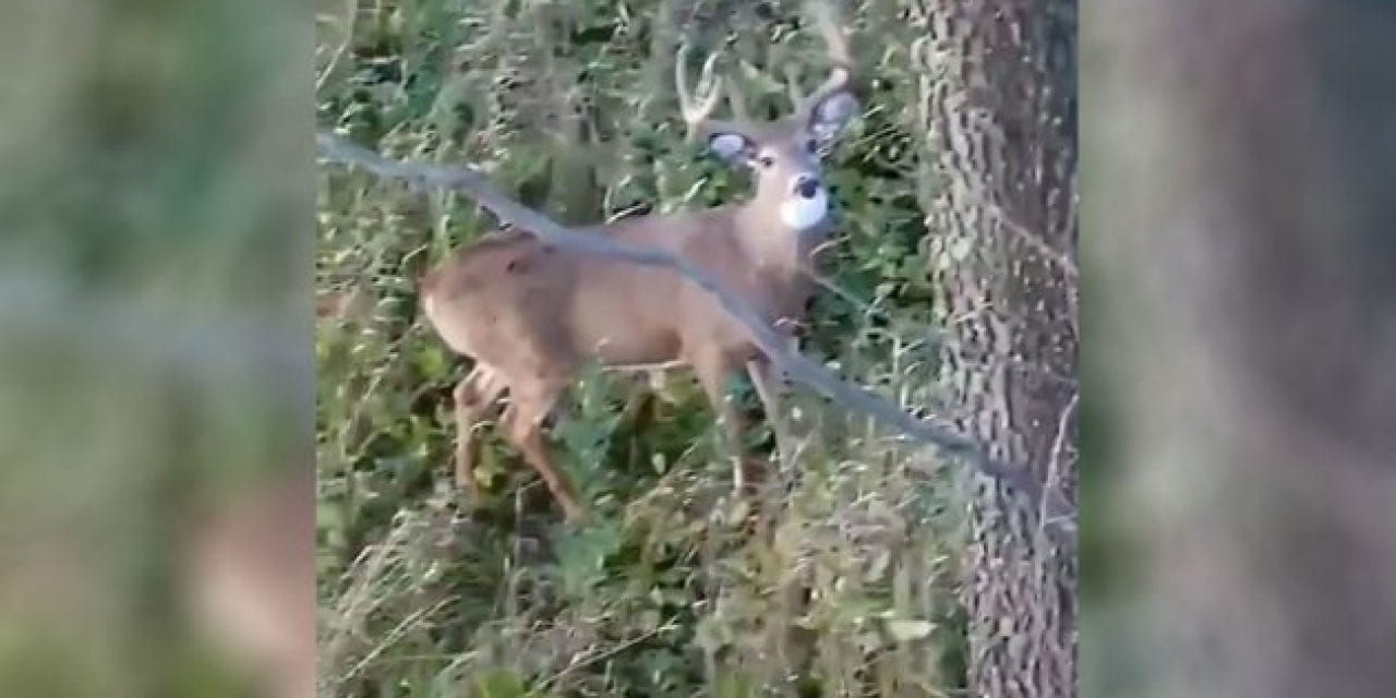 One Measly Tree Branch Turns an Easy Shot Into a Blooper