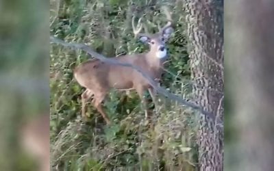One Measly Tree Branch Turns an Easy Shot Into a Blooper