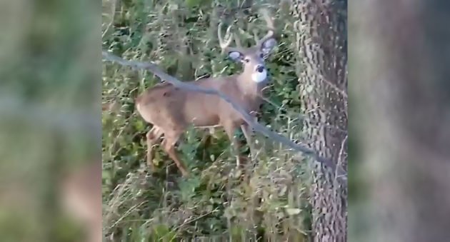 bowhunter shoots branch