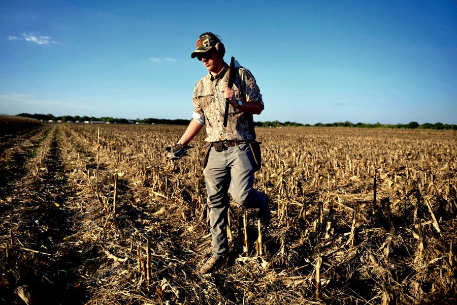 dove hunting