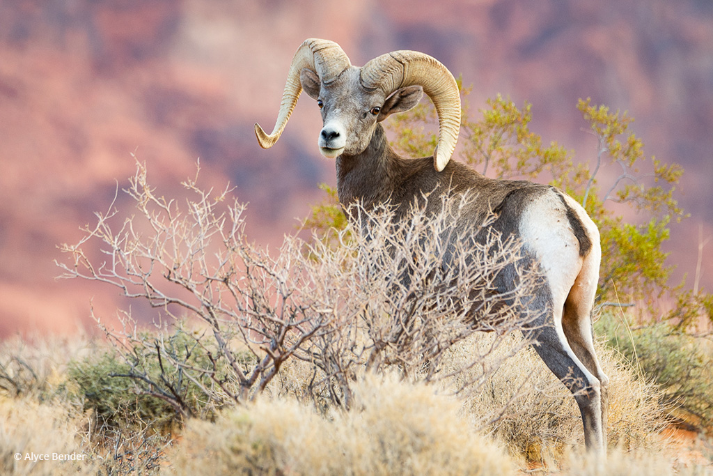 Today’s Photo Of The Day is “Early Riser” by Alyce Bender. Valley of Fire State Park, Nevada.