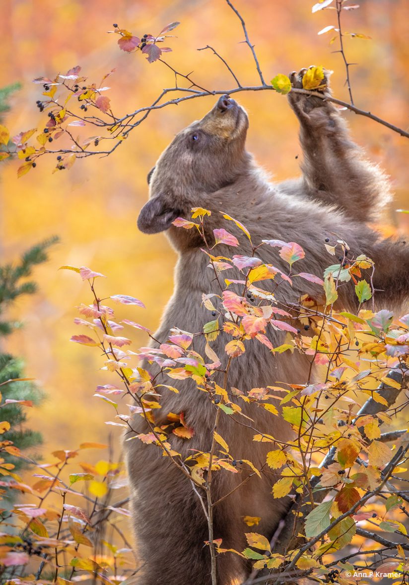 Today’s Photo Of The Day is “Stretching for Berries” by Ann P Kramer. Location: Grand Teton National Park, Wyoming.