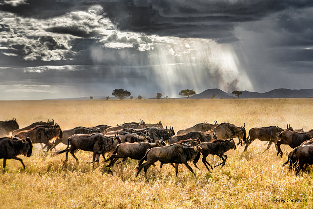 Today’s Photo Of The Day is “Approaching Storm In the Serengeti” by Greg Comstock.