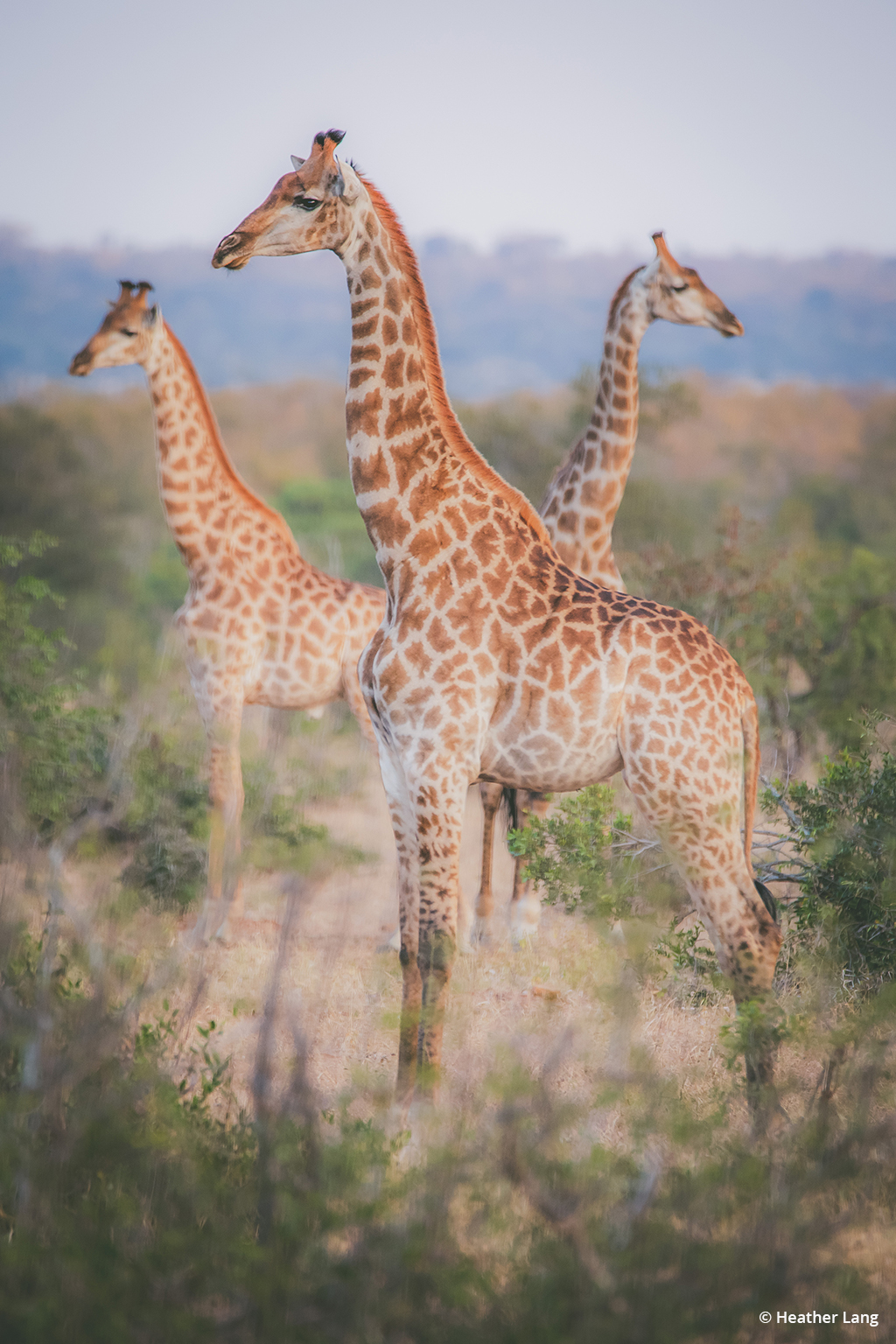 Today’s Photo Of The Day is “African Guard Tower” by Heather Lang. Location: Kruger National Park, South Africa.