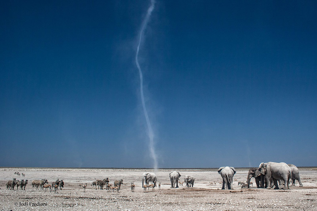 Today’s Photo Of The Day is “Twister” by Jodi Frediani. Location: Etosha National Park, Namibia.