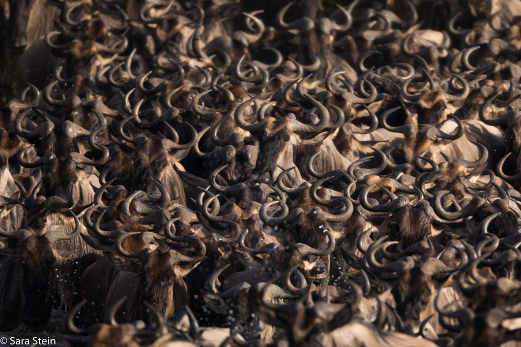 Today’s Photo Of The Day is “Wildebeest Stampede” by Sara Stein. Location: Serengeti, Tanzania.