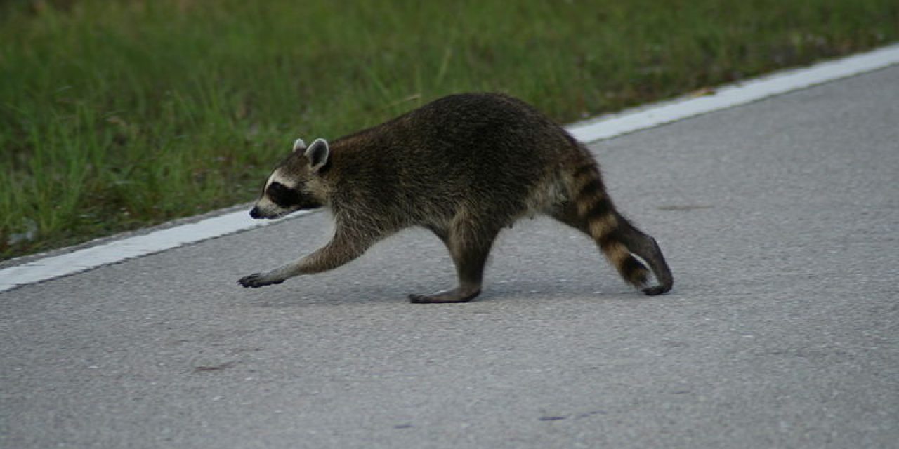 Raccoon Racing