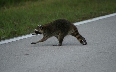 Raccoon Racing