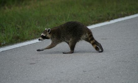 Raccoon Racing