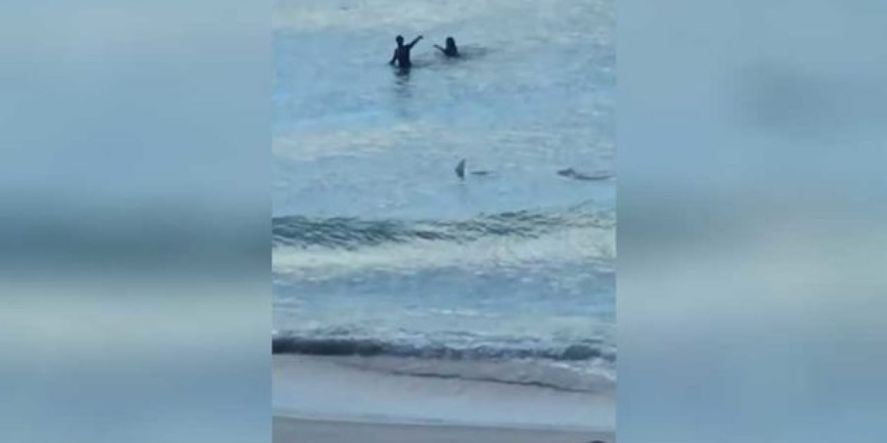 Shark Gets Extremely Close to Two Miami Beachgoers