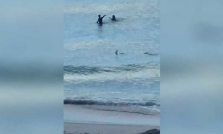 Shark Gets Extremely Close to Two Miami Beachgoers