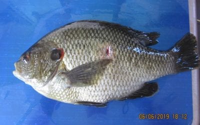 State Record Update, Spearing 2019