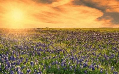 Texans Can Keep State Parks Funded Without New Taxes, Here’s How