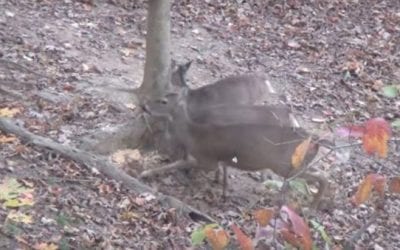 That Time a 12-Year-Old Arrowed Two Deer With One Shot