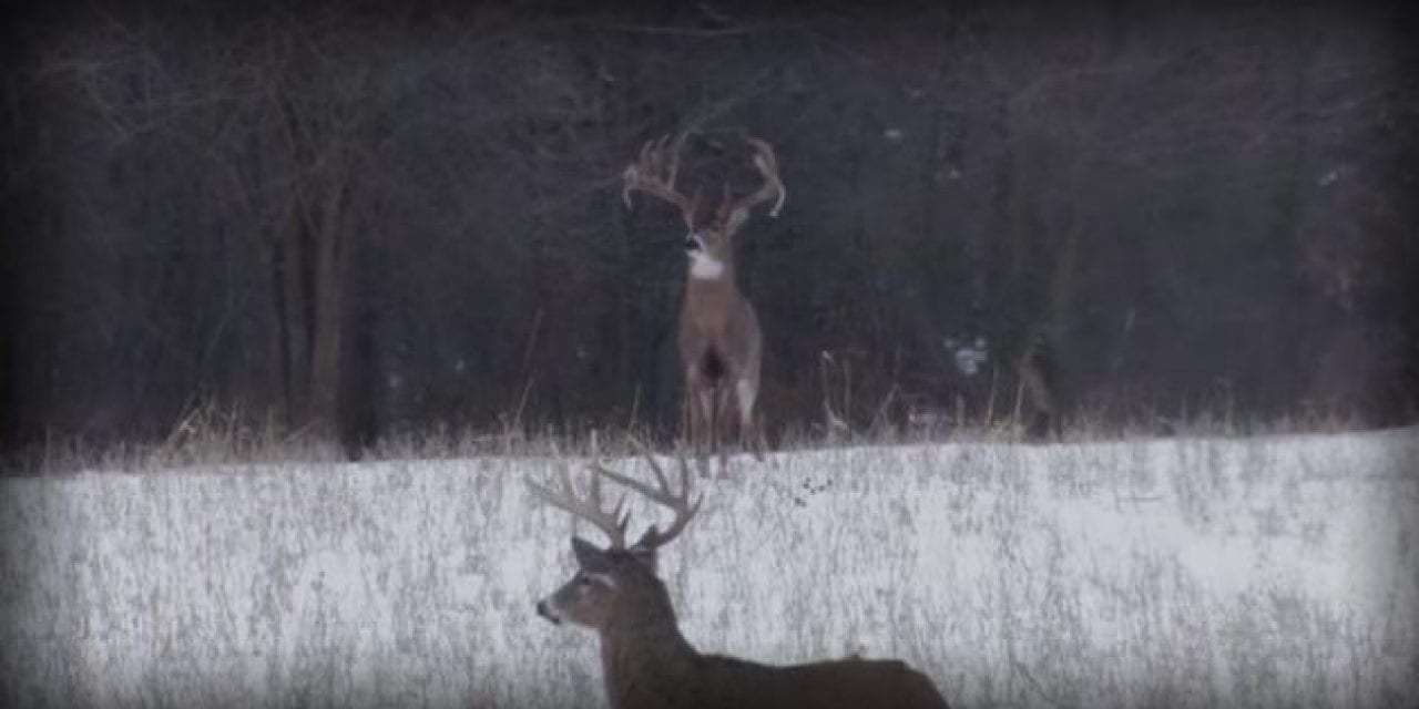 The Drury Outdoors Crew Filmed the Largest Wild Buck EVER Caught on Camera