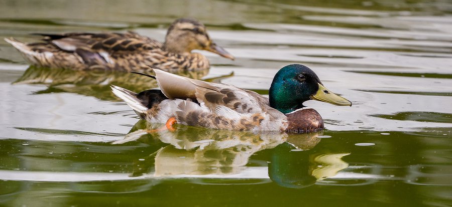 mallards