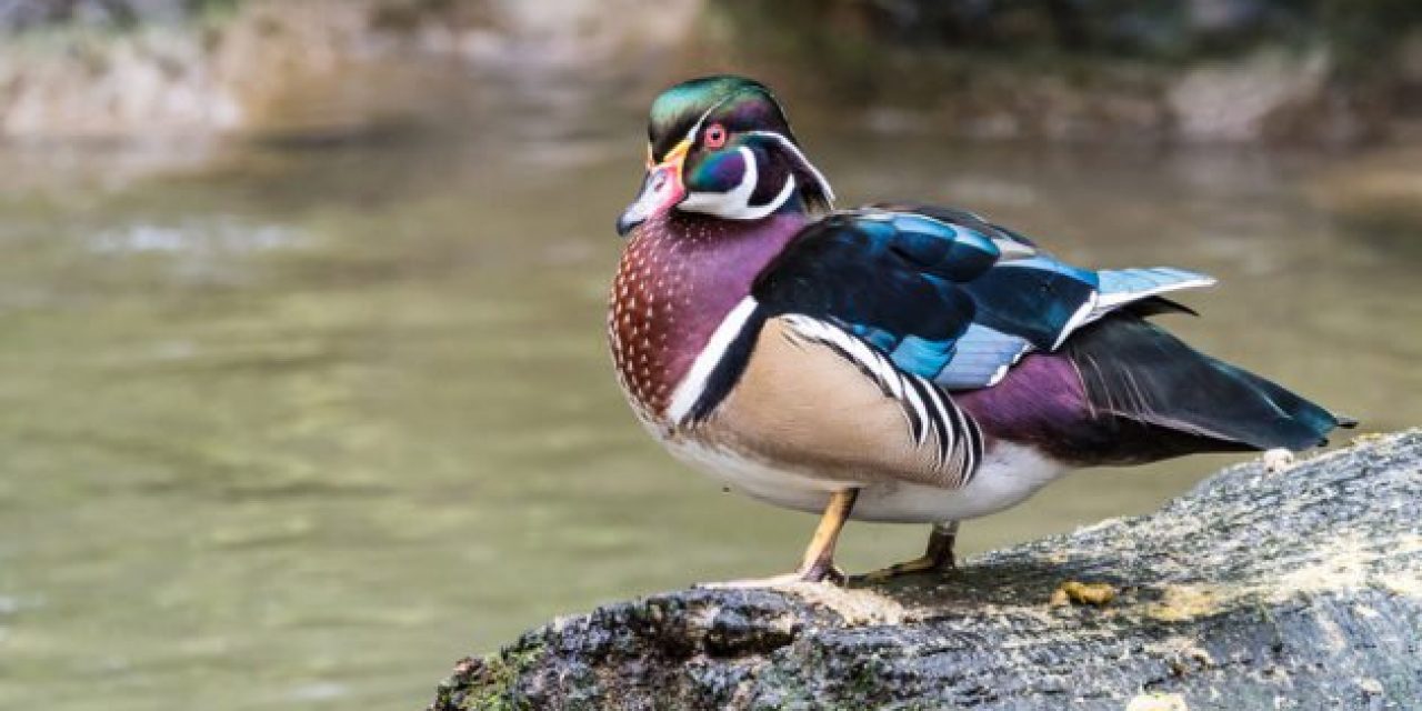 The Great Big American Duck Hunting Species Guide