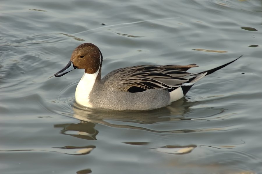 pintail