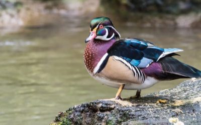 The Great Big American Duck Hunting Species Guide