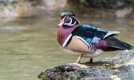 The Great Big American Duck Hunting Species Guide