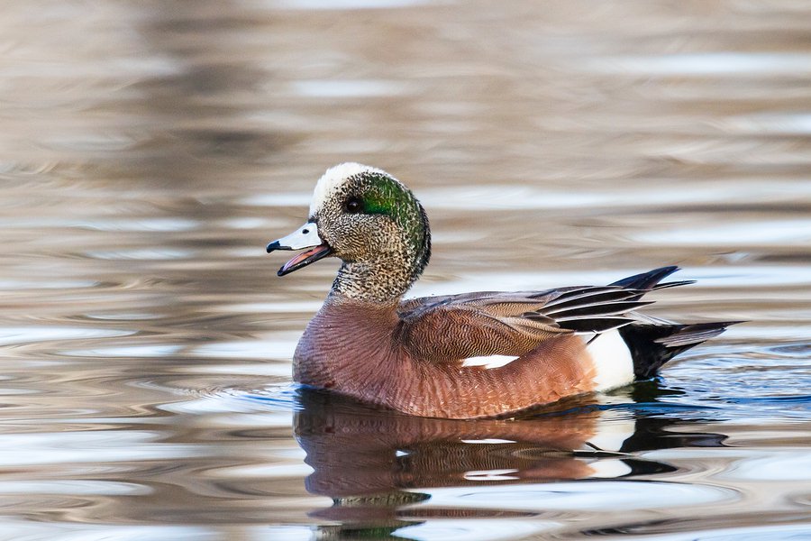 wigeon drake