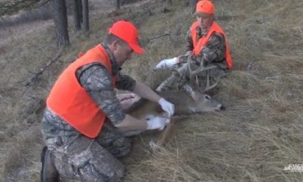 The Gutless Method of Dressing a Deer