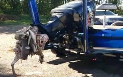 The True Story of the Angler Who Hit a Deer with His Boat