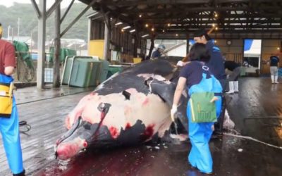 This Amazing Seafood Processing Line Video Will Blow You Away