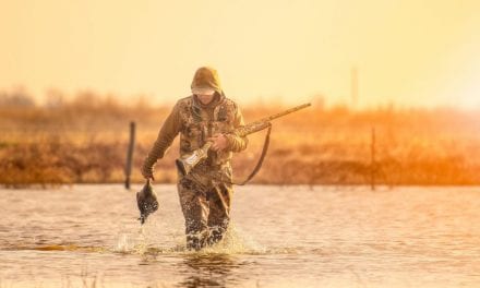 Thoughts on Waterfowl