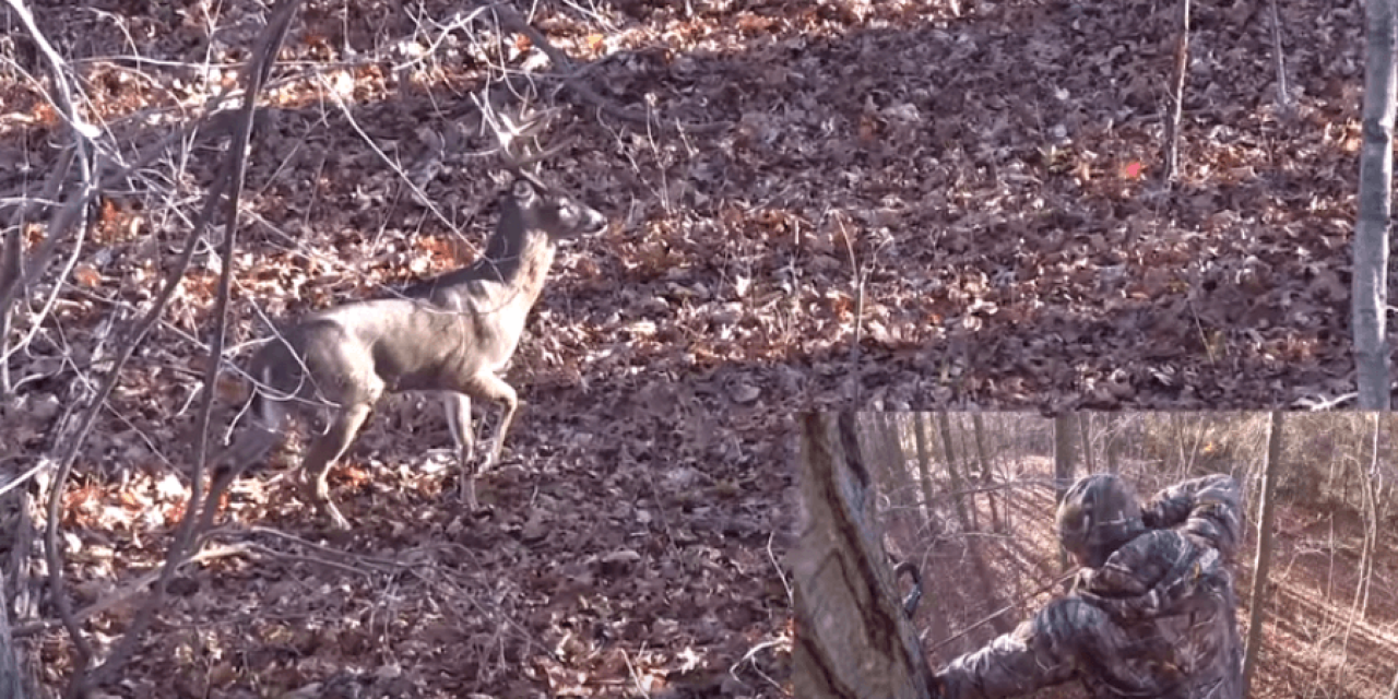 Watch a 17-Point Archery Buck Taken in New York Known as ‘The Goat’