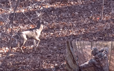 Watch a 17-Point Archery Buck Taken in New York Known as ‘The Goat’