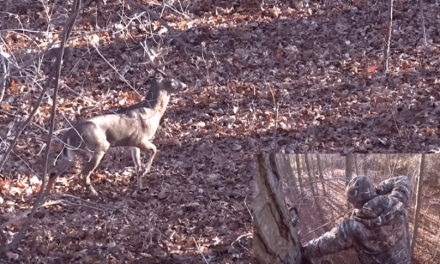 Watch a 17-Point Archery Buck Taken in New York Known as ‘The Goat’