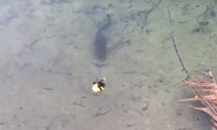 Watch as a Largemouth Bass Absolutely Devours a Duckling