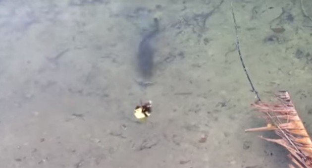 Watch as a Largemouth Bass Absolutely Devours a Duckling