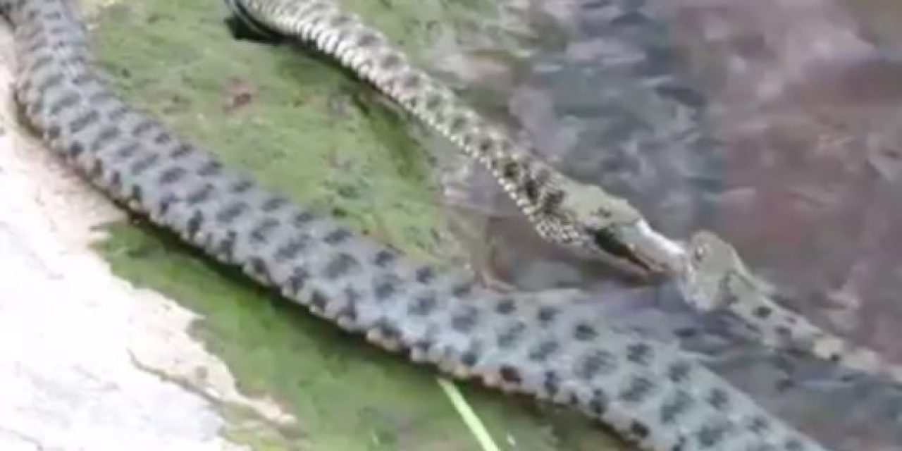 Watch Diamondback Water Snakes Fight Over a Fishing Hole Like Two Weekend Anglers
