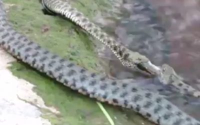 Watch Diamondback Water Snakes Fight Over a Fishing Hole Like Two Weekend Anglers