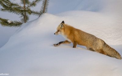 Weather Or Not: Get The Image, Part 2