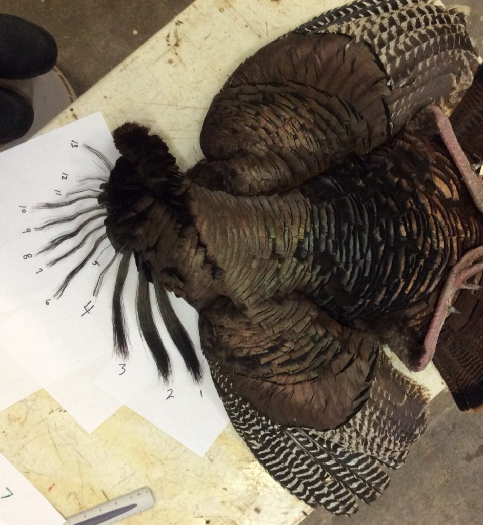 record turkey