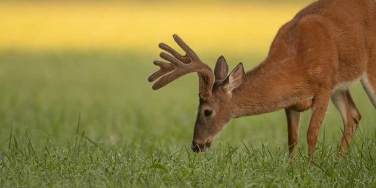 13 Unusual Things to Take in the Treestand With You