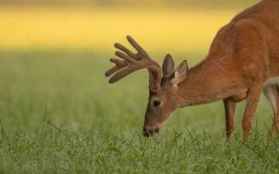 13 Unusual Things to Take in the Treestand With You