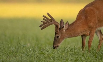 13 Unusual Things to Take in the Treestand With You