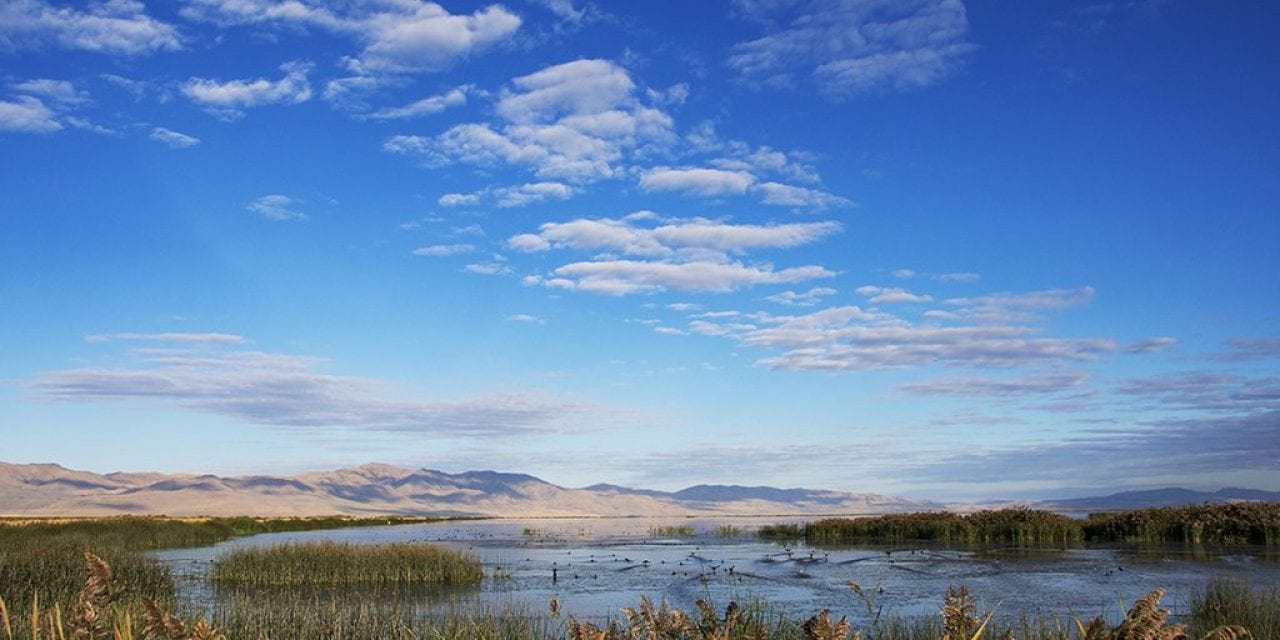 Bear River Migratory Bird Refuge