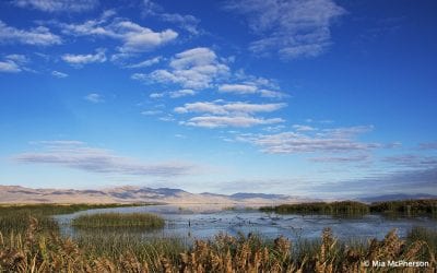 Bear River Migratory Bird Refuge